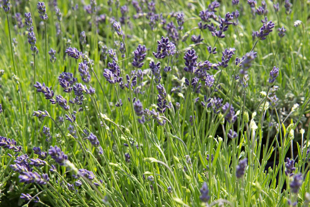 lavendel
