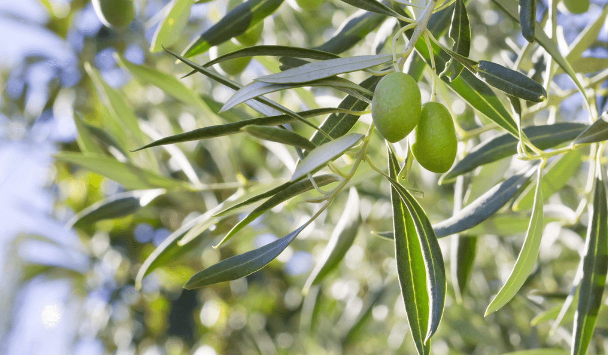 Olijfboom